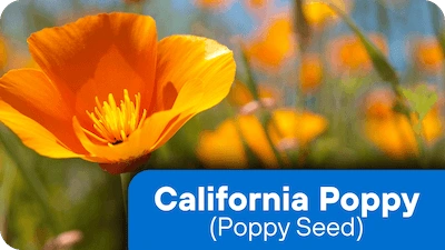 California Poppy ingredient in the supplement