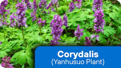 Corydalis Yanhusuo ingredient in the supplement