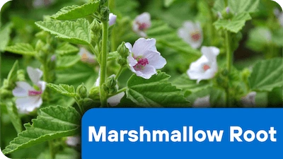 Marshmallow Root ingredient in the supplement