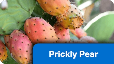 Prickly Pear ingredient in the supplement